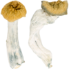 Buy Lyophilized Goldmember Magic Mushrooms online.