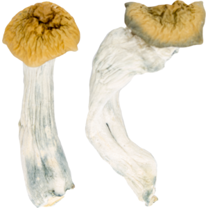 Buy Lyophilized Goldmember Magic Mushrooms online.